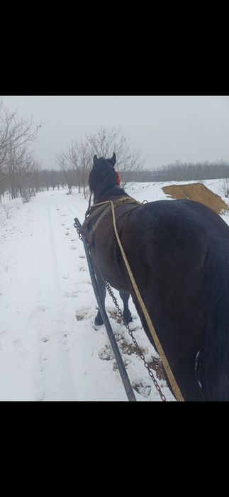 Vând cârlan metis de frizian!vârstă 1 an si 8 luni,perfect sănătos