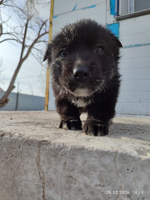 Отдам даром щенков