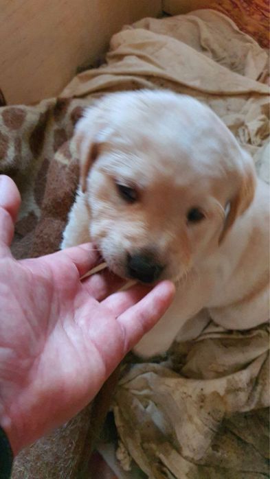 Собачка шенок Лобрадор