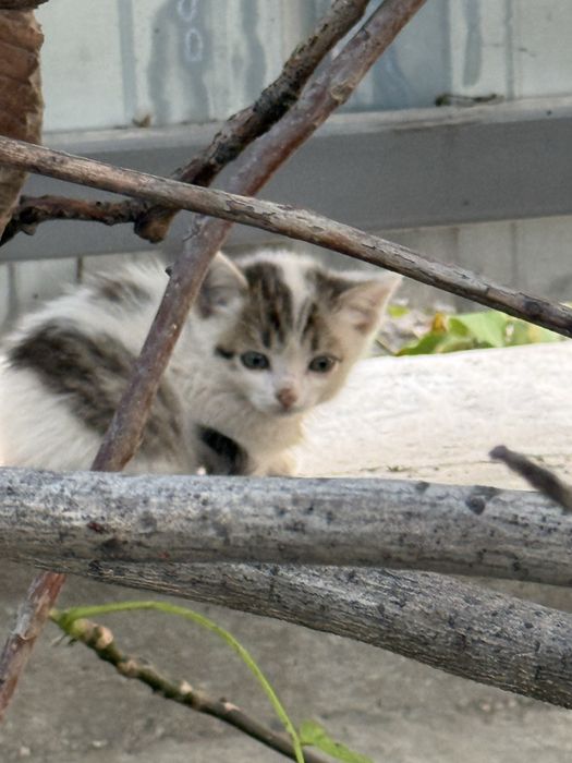 Котята без домные