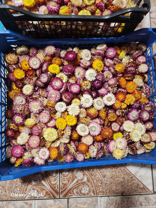 Vand imortele,flori de paie.