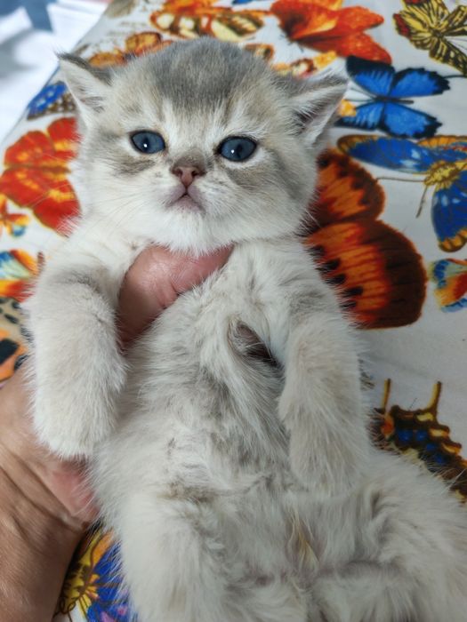 Шикарный  мальчишка серебристая шиншилла