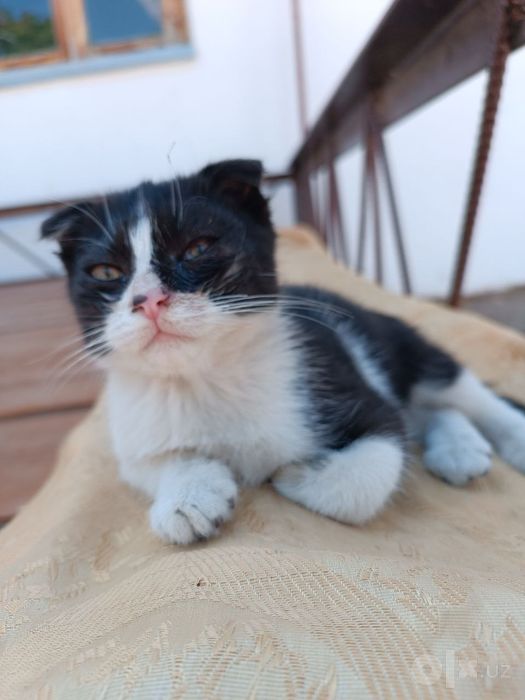 Котенок в добрые руки