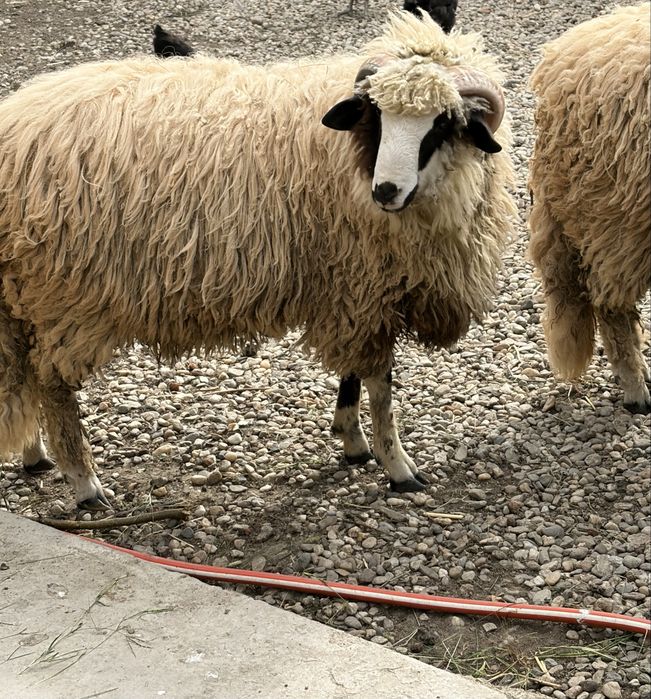 Miei de vânzare