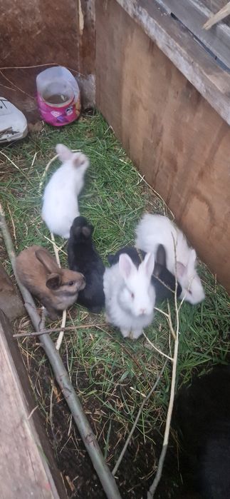 продам кролик шиншиллы