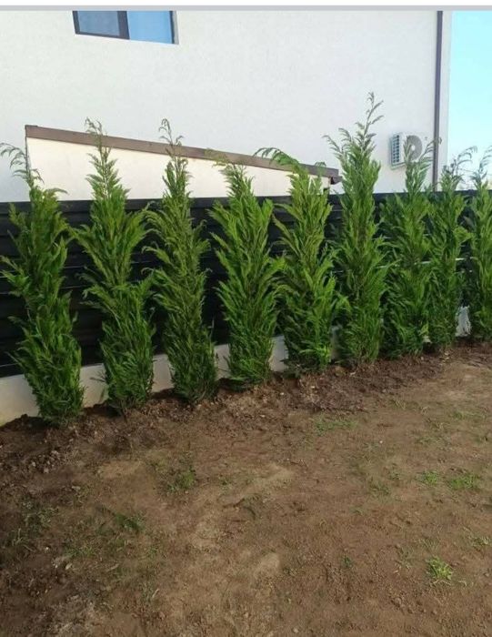 Vând tuia leylandii și mesteacăn alb