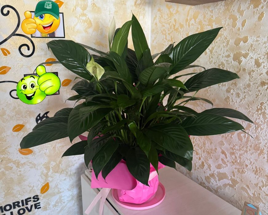 Продам цветы женское счастье