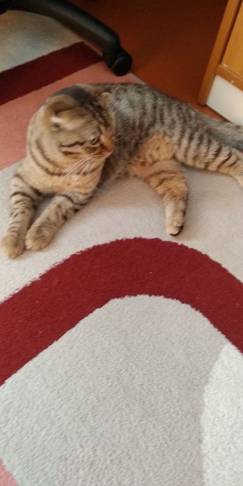 Вязка шотландский кот