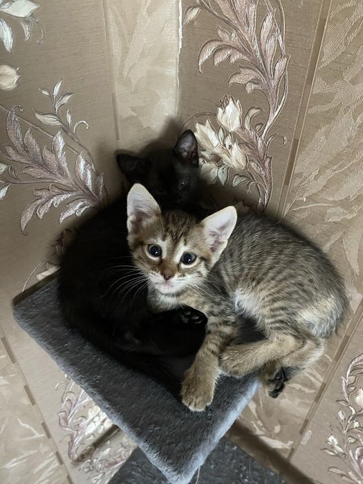 Котята мальчики месяц серый и черный
