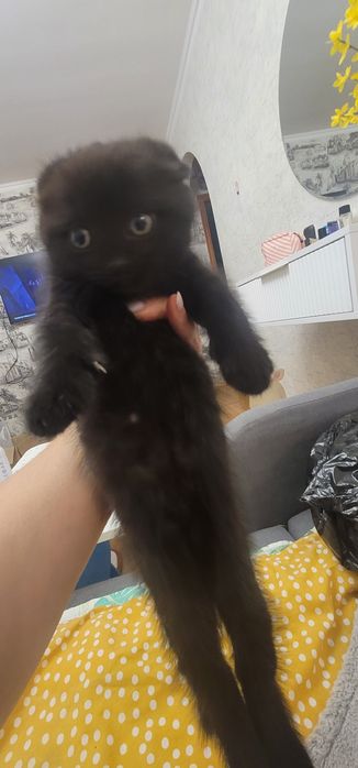 Продам котенка вислоухий мальчик