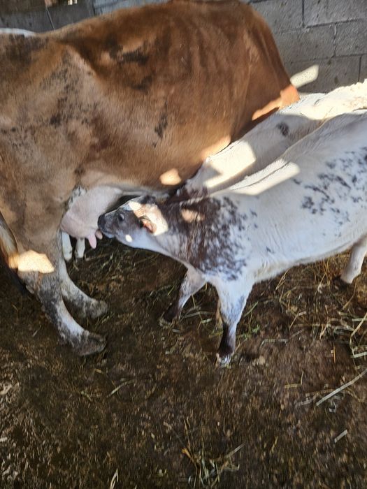 De vanzare o vaca cu doi vitei