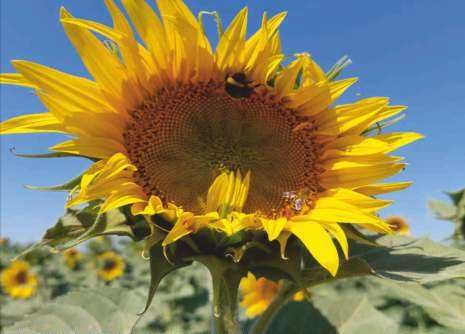 Samanta Floarea soarelui FD15E27,semitardiv autohton, campion fermieri