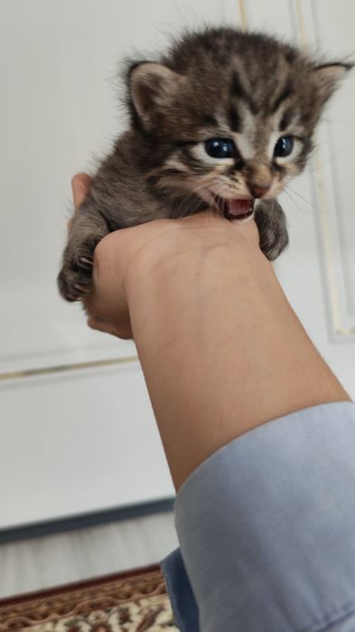 Продаются котята