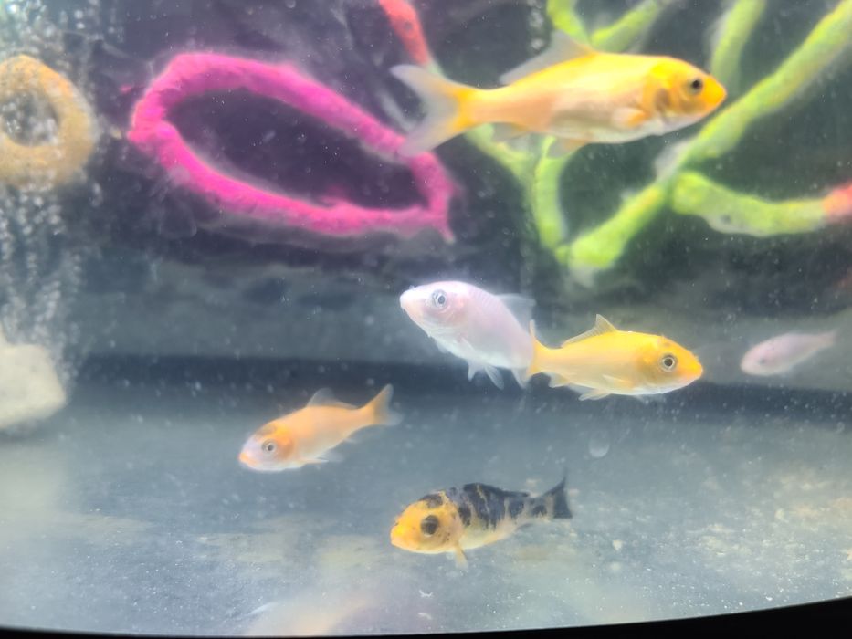 Коя,коя платина,комета,аранда,к,изил шапкача,оранда