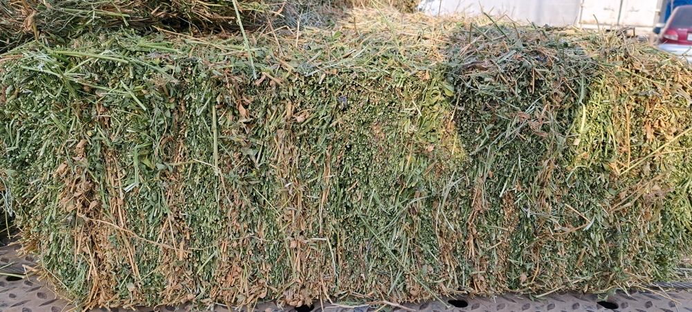 Беда прес сотилади