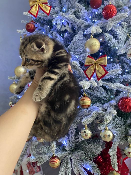 Шотландские котятки