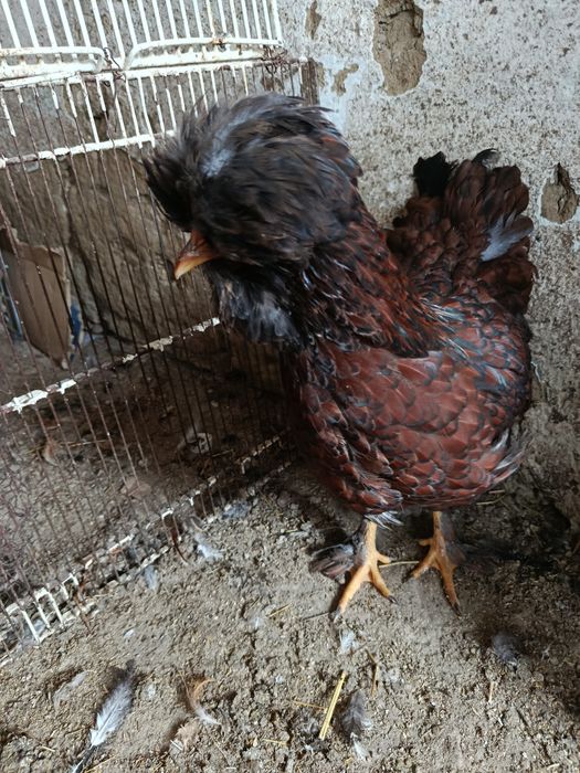 Oua pt incubat de la găini moțate ,golașe