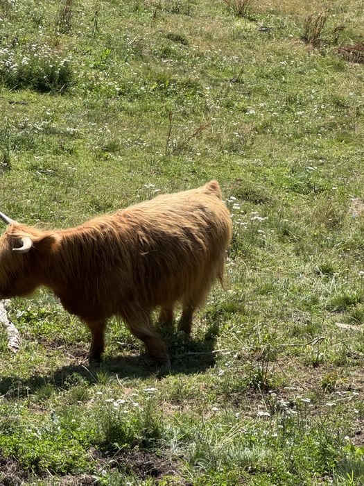 vaca  highland scotian