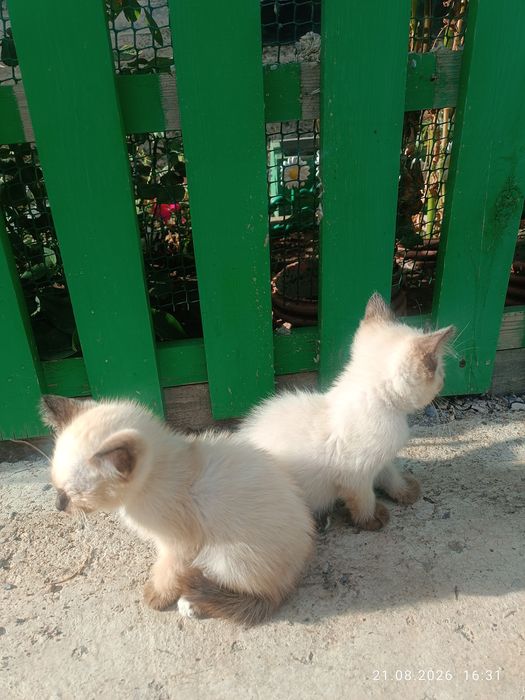 Отдам бесплатно котят
