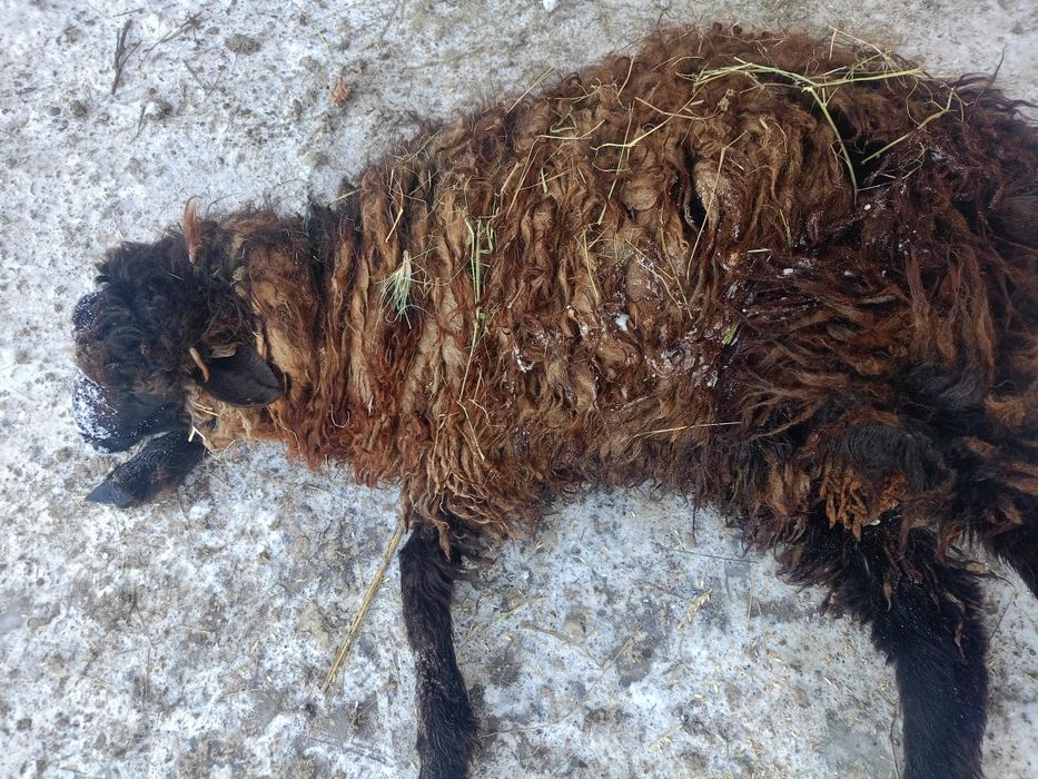 Бараны, токты, кошкарчики жирные