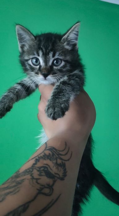 Отдам котят в хорошие руки