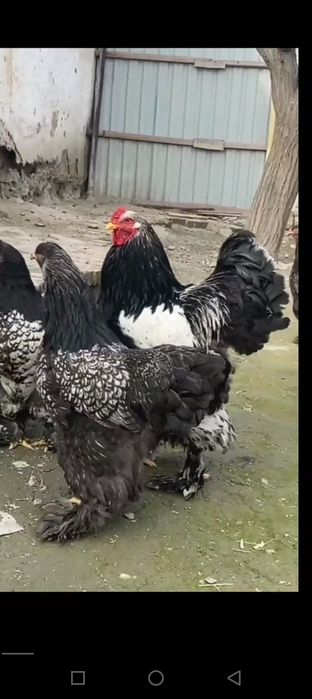 Brama tochkali tuxum va jõjasi sotiladi