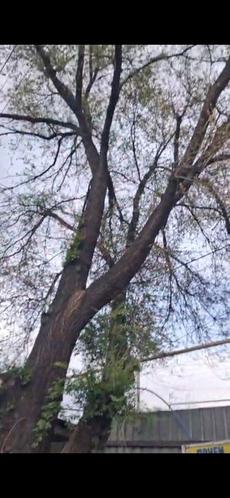 Дрова    карагаш.