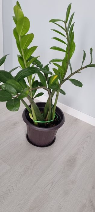 Замиокулькас (долларовое дерево)