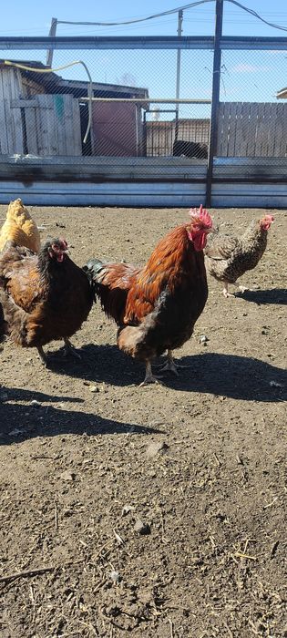 Петух брама орпингтон