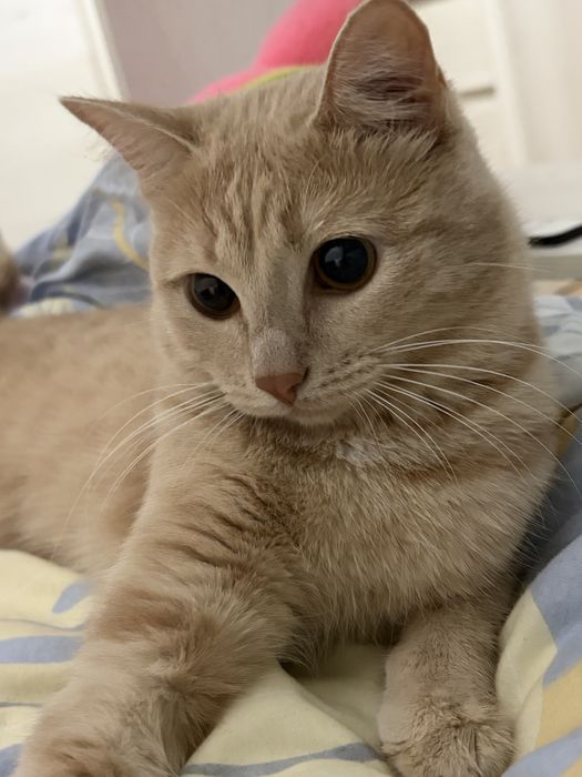 Отдам кота  в добрые руки