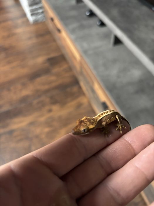 Crested gecko doua nuante