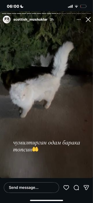 Chiroyli aqlli o’gil bola mushuk hadyaga beriladi dostavka yo’q