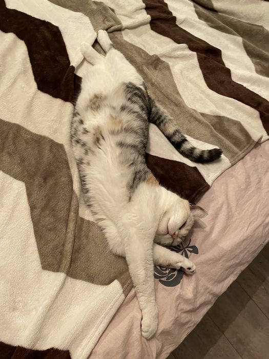 Кошка британская