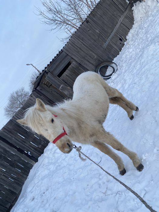 Тай март еркек обмен