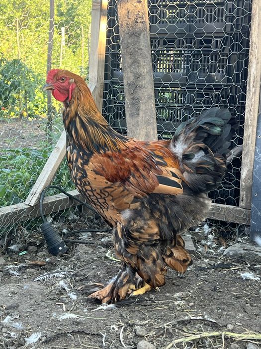 Cocosi brahma gold