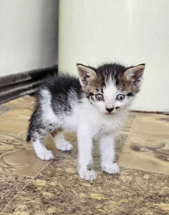 Милые котята , домашние!