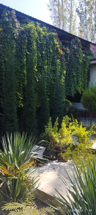 Marjvennik archalar sotiladi