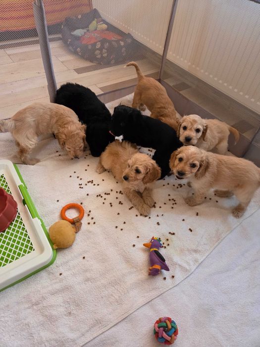 Кучета за трюфел