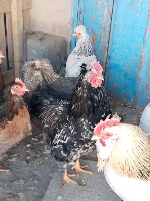 Әтештер сатылады