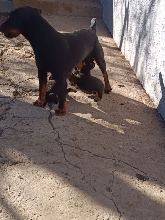 Ягдерьер щенки рабочие