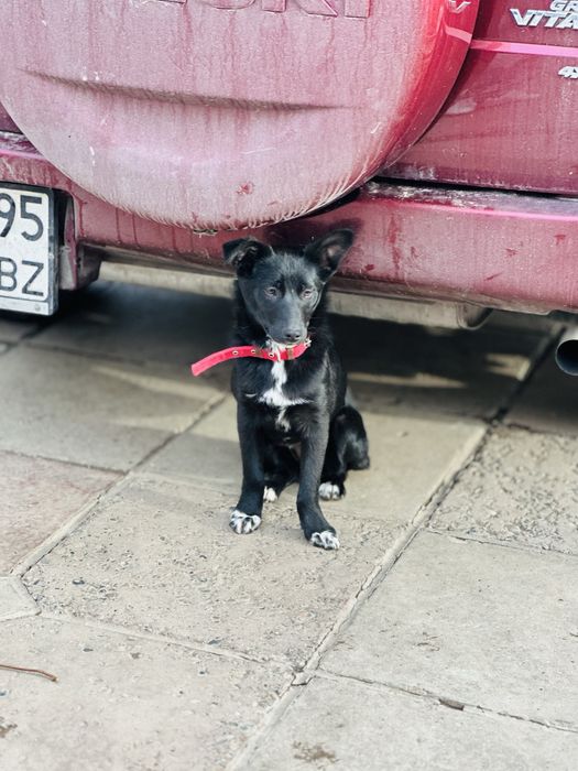 Щенок девочка. Стерильная. Ищет семью