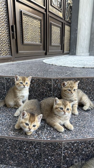 Породистые котята золотая шиншила