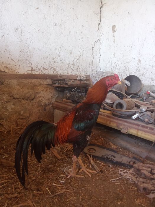 Дакан қораз сатылады