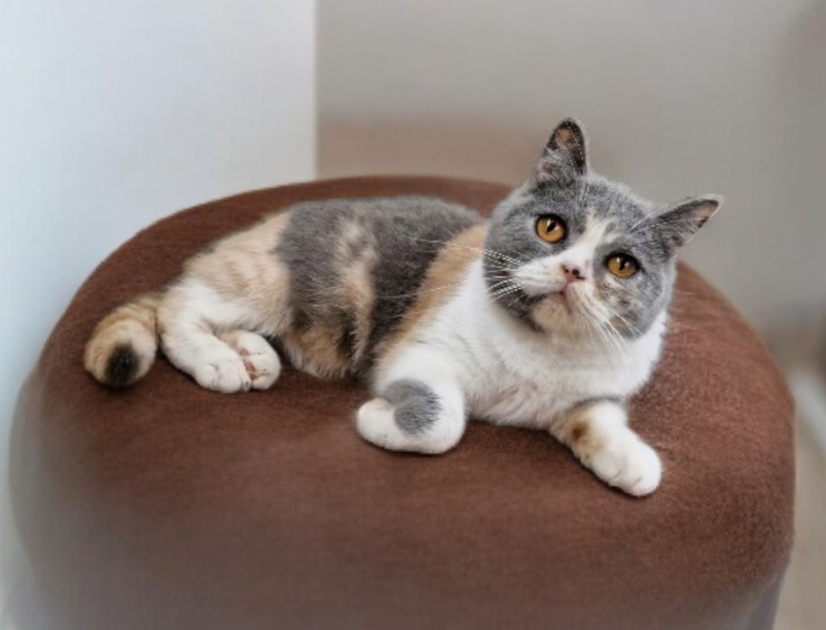 Pisica British Shorthair