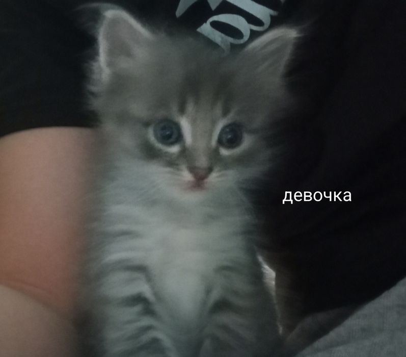 Отдам котят бесплатно
