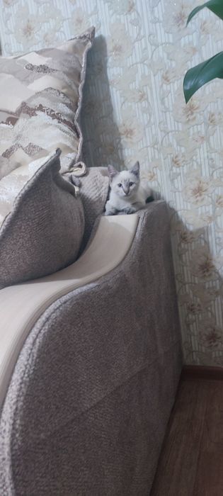 Отдам котят, бесплатно