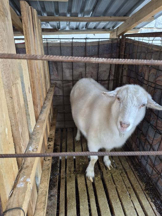 Семіз ешкі сатылады