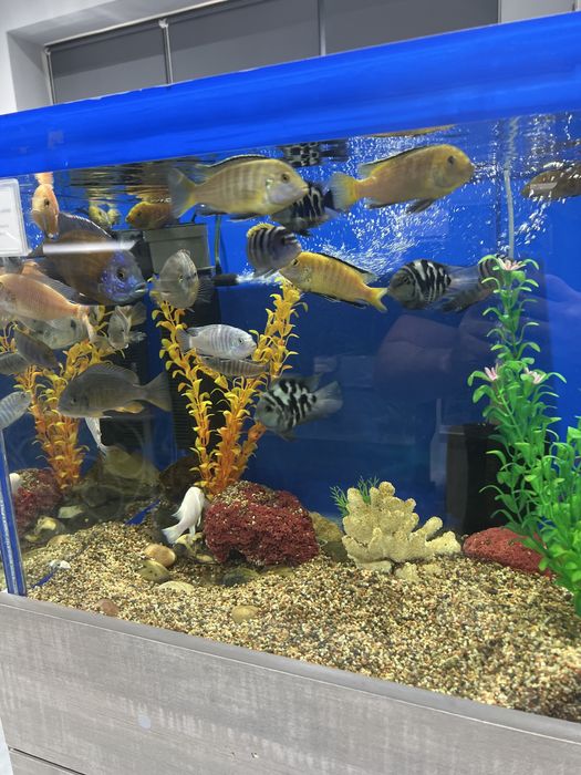 Аквариумные рыбки