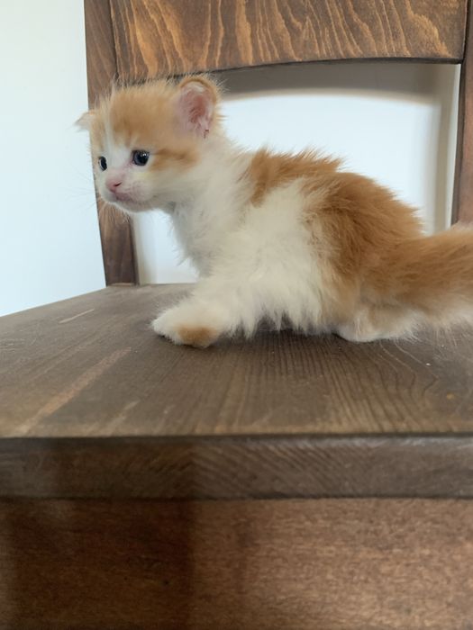 малышки мейнкун (девочки ) с родословными