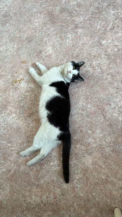 Кошечка ищет дом